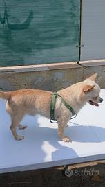 Chihuahua maschio stallone