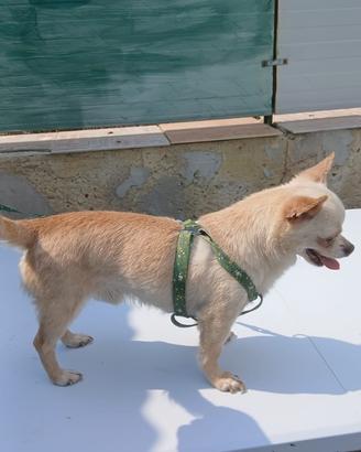Chihuahua maschio stallone