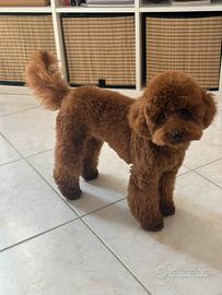 Barboncino monta pedigree ENCI