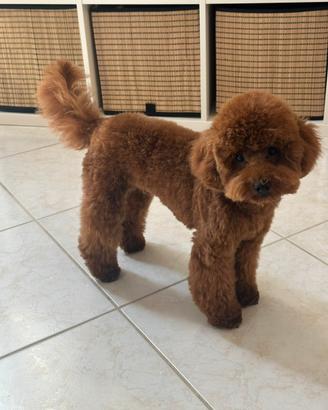 Barboncino da monta pedigree ENCI