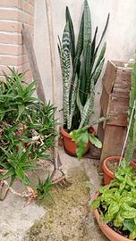 PIANTA lingua di suocera o sansevieria 