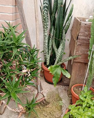 PIANTA lingua di suocera o sansevieria 