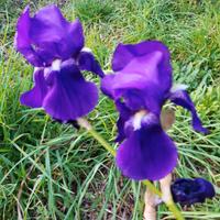 iris germanica colore viola (rizomi)