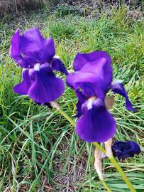 iris germanica colore viola (rizomi)
