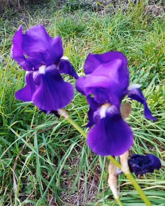 iris germanica colore viola (rizomi)