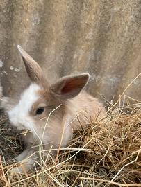 Coniglio testa di leone