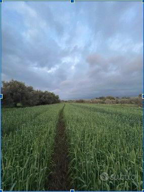 Terreno agricolo pianeggiante - Vista 2