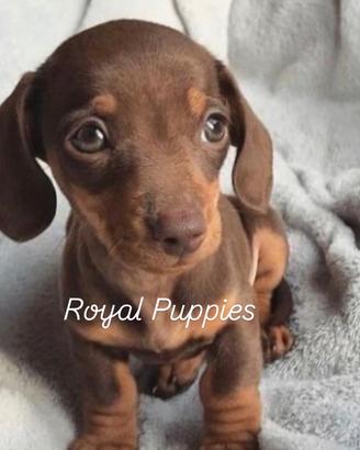 Bassotto chocolate tan paga in 12 rate