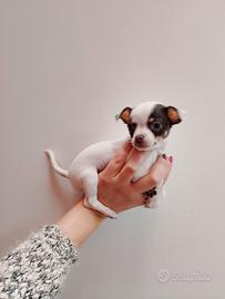 Chihuahua Toy Femminuccia