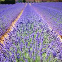 Piante di lavanda super