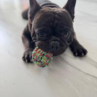 MONTA Bulldog (gratis )