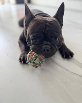 MONTA Bulldog (gratis )