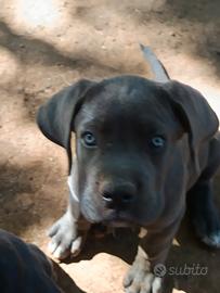 Cuccioli Cane Corso