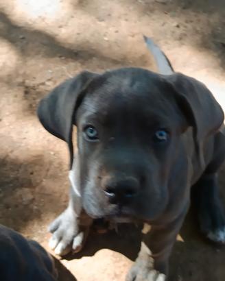 Cuccioli Cane Corso