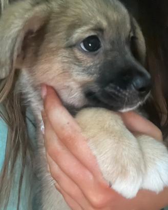 Cucciolo 2 mesi e mezzo