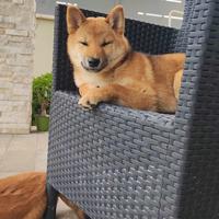 Shiba inu