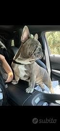 Due fratelli bulldog francesi sognano una famiglia