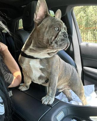 Due fratelli bulldog francesi sognano una famiglia