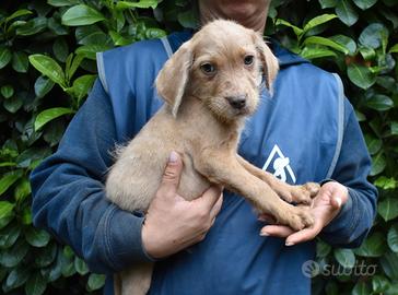 MAXIMILIEN cucciolo 3 mesi