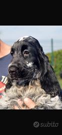 Cocker Spaniel