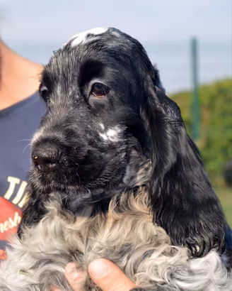 Cocker Spaniel