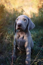 Weimaraner