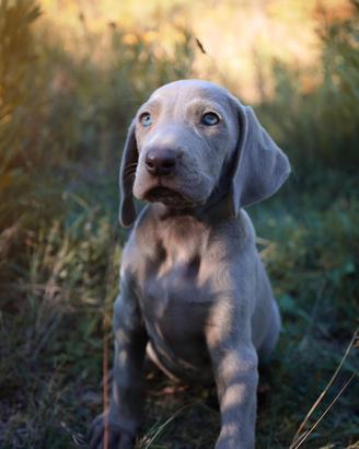 Weimaraner