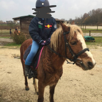 Pony adatto ai bambini