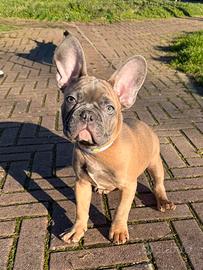 Bulldog esotico maschio - 3 mesi - disponibile