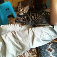 Cuccioli gatti Bengala