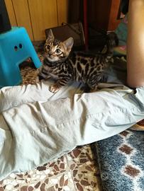 Cuccioli gatti Bengala