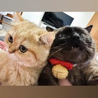 Vendita gatto british golden