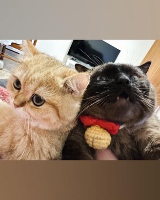 Vendita gatto british golden