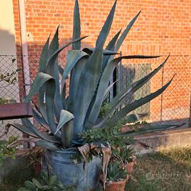 Agave