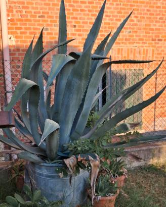 Agave