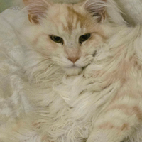 Maine coon maschio