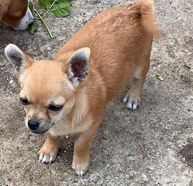 Chiwawa