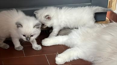 Cuccioli di Ragdoll