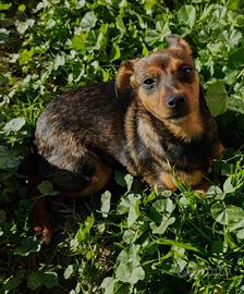 Cucciola di 4 mesi taglia piccola