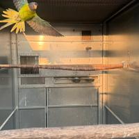 Parrocchetto testa di prugna, F, ancestrale,