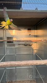 Parrocchetto testa di prugna, F, ancestrale,