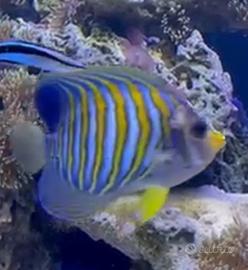 Pygoplites Diacanthus