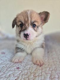 Corgi Pembroke cuccioli