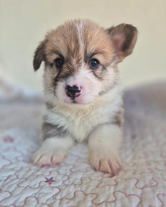 Corgi Pembroke cuccioli