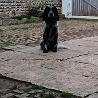 Setter inglese