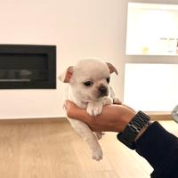 Chihuahua Pedigree ENCI