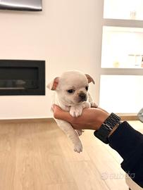 Chihuahua Pedigree ENCI