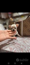 Chihuahua da borsetta