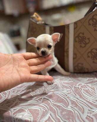 Chihuahua da borsetta