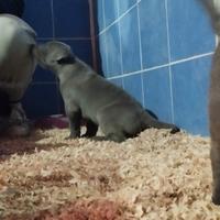 Super cuccioli di CANE CORSO